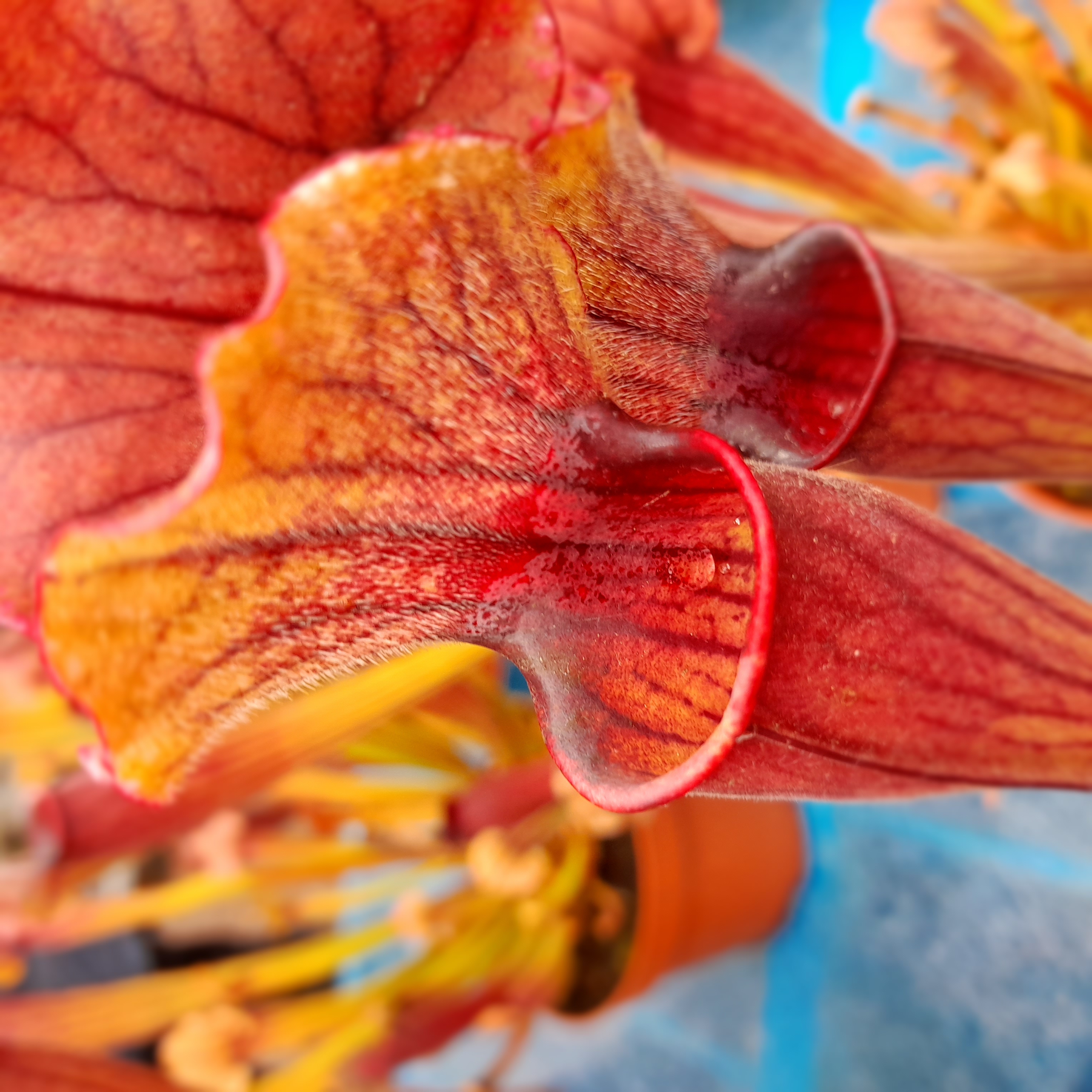Une Sarracenia de Moutal Plantes, rustique jusqu’à -15 °C par (cc)
